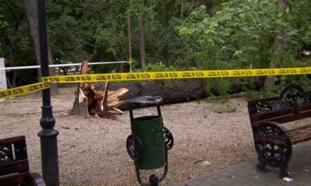 Acuzaţii grave la adresa lui Nicuşor Dan. Un copac înalt de peste 10 metri a căzut peste un loc de joacă din parcul Cişmigiu