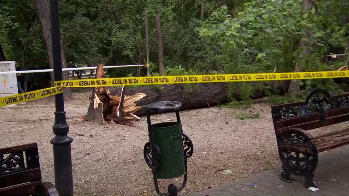 Acuzaţii grave la adresa lui Nicuşor Dan. Un copac înalt de peste 10 metri a căzut peste un loc de joacă din parcul Cişmigiu