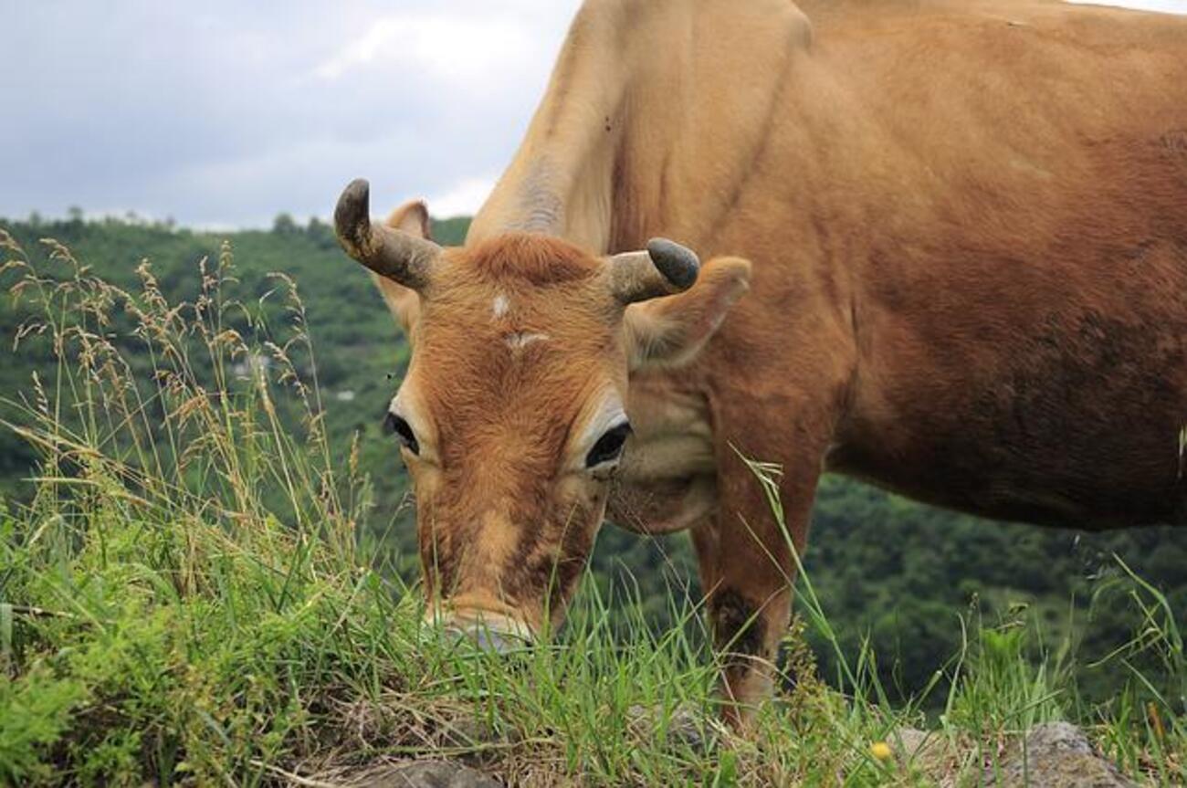 A murit sub ochii mamei, călcat de o vacă