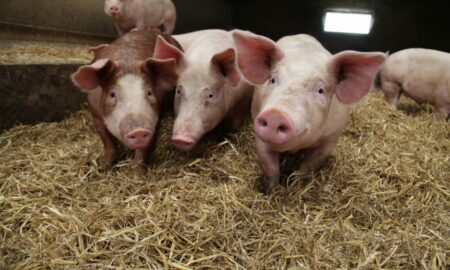 Pericolul europenilor vine de la porci. O tulpină a stafilococului auriu e rezistentă la antibiotice și se poate transmite la om