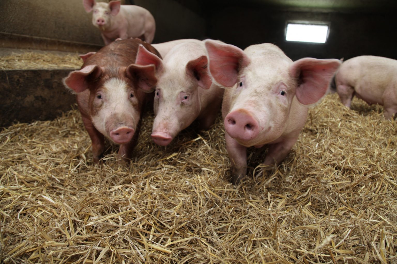 Pericolul europenilor vine de la porci. O tulpină a stafilococului auriu e rezistentă la antibiotice și se poate transmite la om