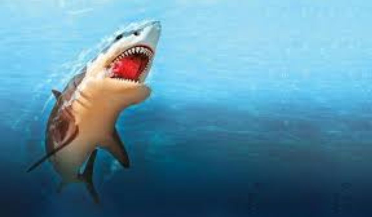 Egiptenii au descoperit motivul atacului rechinului care le-a ucis pe cele femei. Raportul anchetatorilor a fost făcut public
