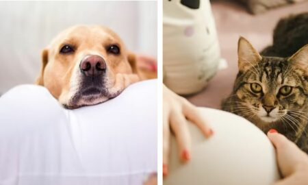 În atenția viitoarelor mămici! Un studiu japonez relevă ce se poate întâmpla dacă aveți în casă pisică sau câine