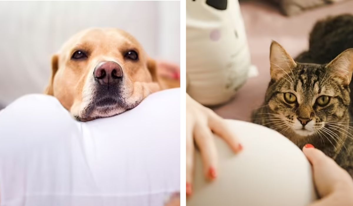 În atenția viitoarelor mămici! Un studiu japonez relevă ce se poate întâmpla dacă aveți în casă pisică sau câine
