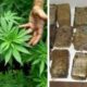 Captură „record” de cannabis! Cantitatea ar fi putut droga o țară întreagă