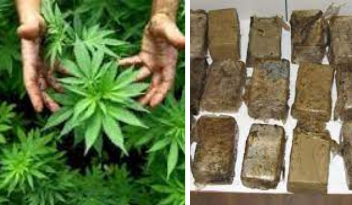 Captură „record” de cannabis! Cantitatea ar fi putut droga o țară întreagă