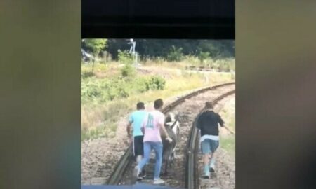 S-a întâmplat în România: un măgar și doi ponei au oprit trenul de Oradea