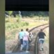 S-a întâmplat în România: un măgar și doi ponei au oprit trenul de Oradea