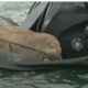 Freya, o tânără femelă morsă de 600 kg, sperie sau fascinează, în apele norvegiene. Ce spun specialiștii despre ea. Video
