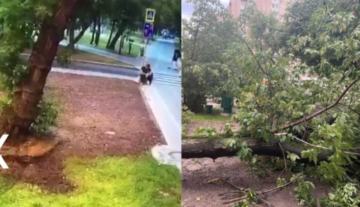 Șocant. Un bărbat din Moscova a murit strivit de un copac pe strada Ucraina. Video