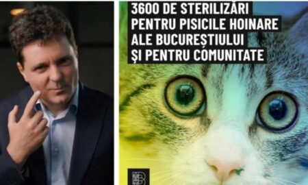 Pentru că l-a rezolvat pe toate, Nicușor Dan vrea sterilizarea pisicilor hoinare. De câți bani este nevoie și de unde 