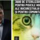 Pentru că l-a rezolvat pe toate, Nicușor Dan vrea sterilizarea pisicilor hoinare. De câți bani este nevoie și de unde 