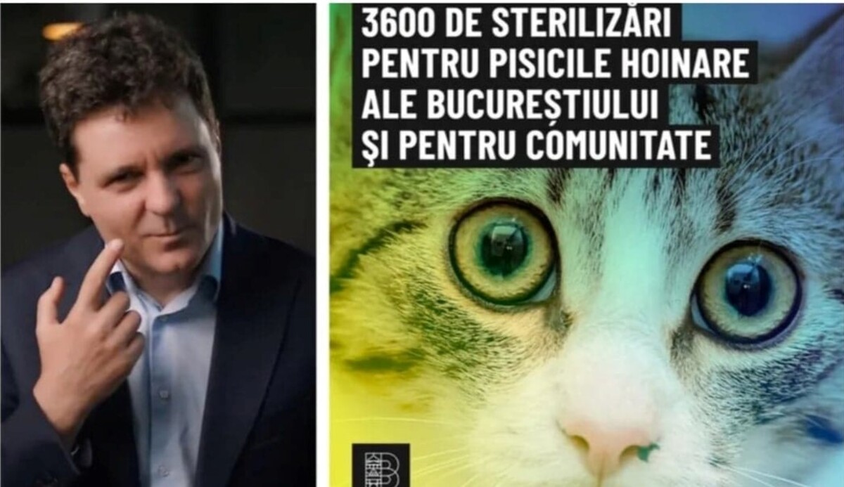 Pentru că l-a rezolvat pe toate, Nicușor Dan vrea sterilizarea pisicilor hoinare. De câți bani este nevoie și de unde 