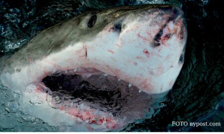Americanii din New York sunt atacați de rechini! Plajele au fost infestate