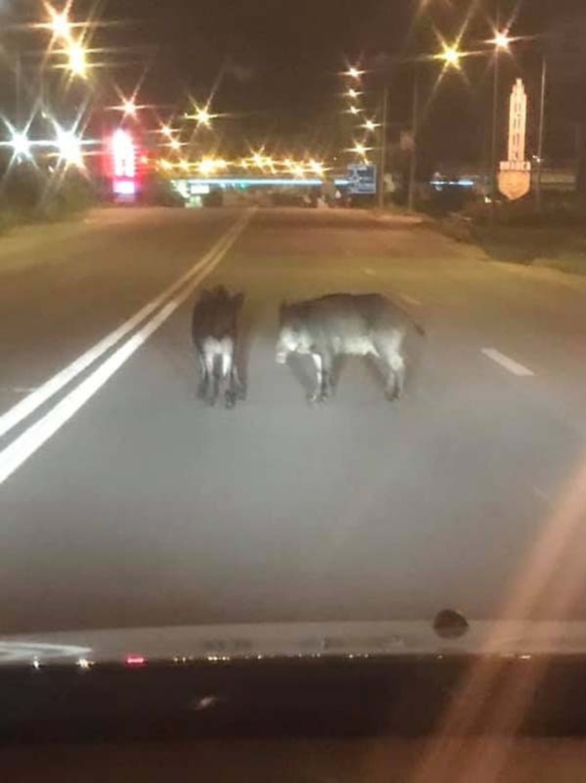 Panică, groază și oripilare. Mistreții bântuie străzile de la marginea Bucureștiului. Cum de au ajuns animalele sălbatice aici