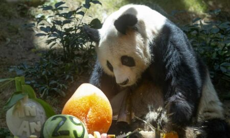 A murit cel mai bătrân mascul uriaș Panda din lume