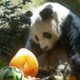 A murit cel mai bătrân mascul uriaș Panda din lume