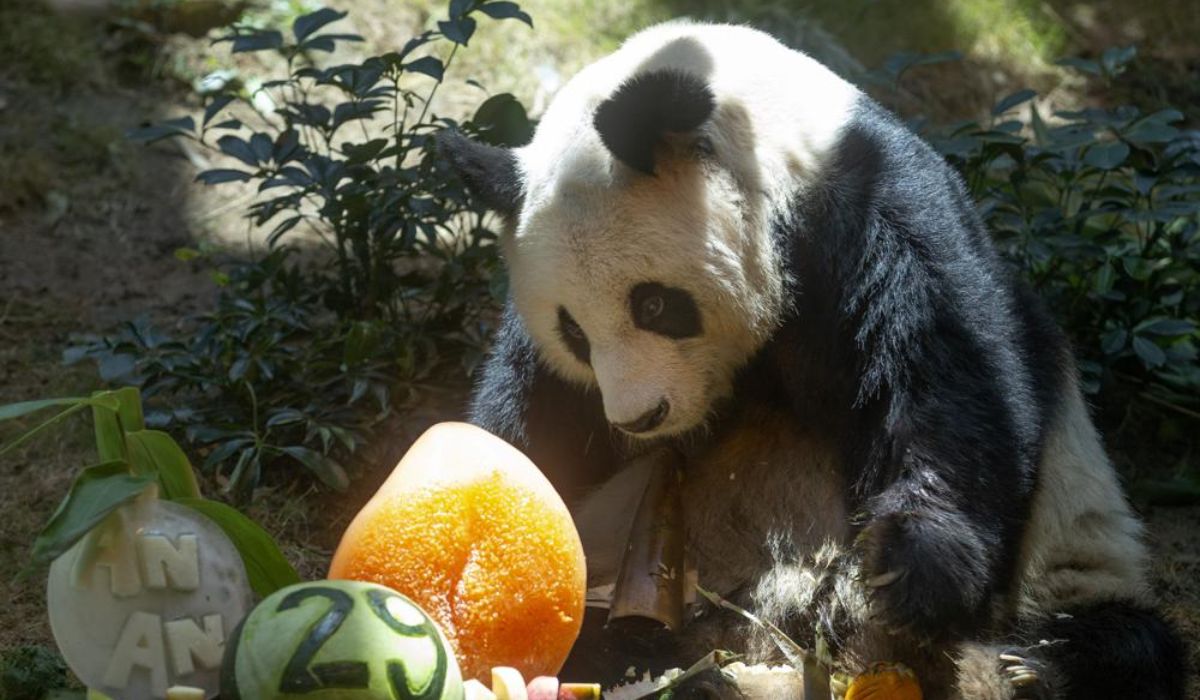 A murit cel mai bătrân mascul uriaș Panda din lume