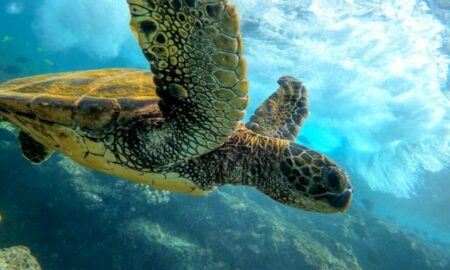 În largul unei insule japoneze au fost găsite zeci de broaște țestoase marine înjunghiate în gât