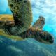 În largul unei insule japoneze au fost găsite zeci de broaște țestoase marine înjunghiate în gât