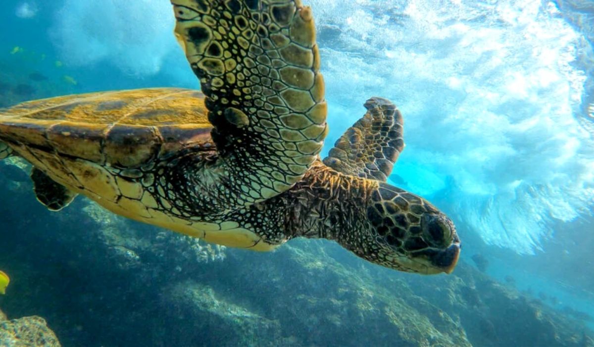 În largul unei insule japoneze au fost găsite zeci de broaște țestoase marine înjunghiate în gât