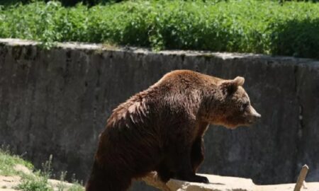 Terifiant. Brațul unei fetițe a fost smuls de un urs, după ce micuța a trecut mâna prin gratiile din incinta grădinii zoologice