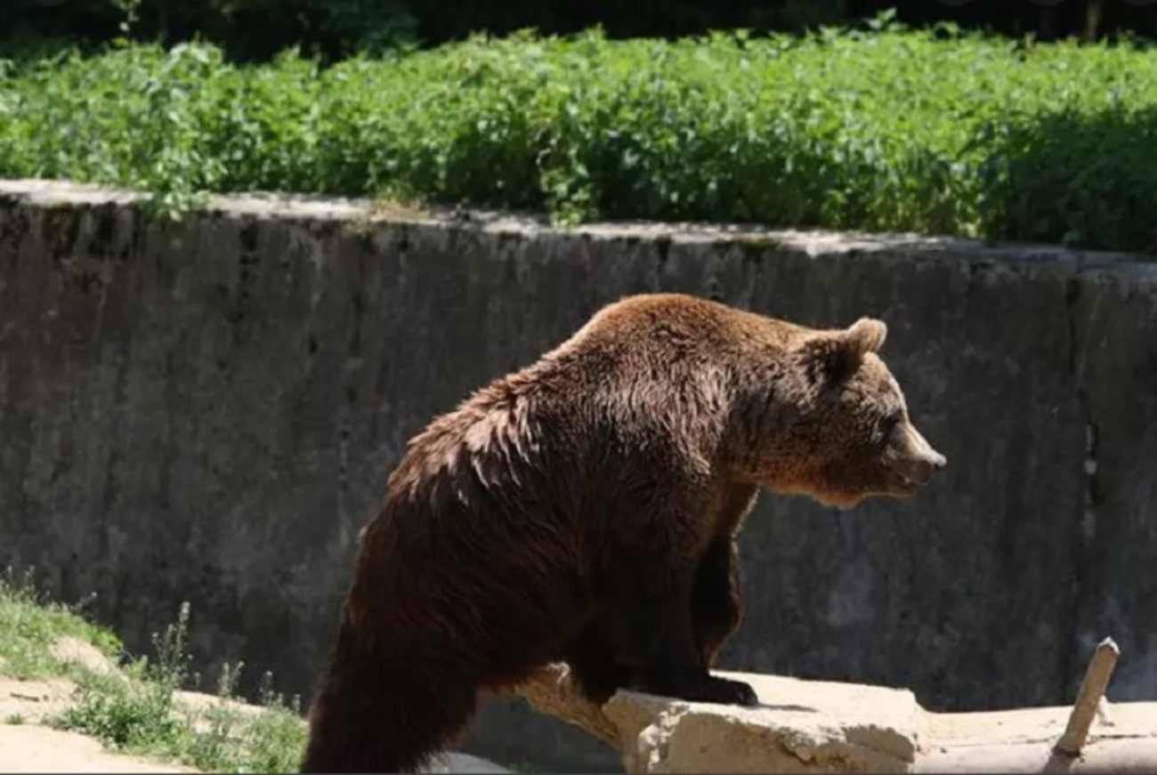 Izoleta pentru urs a funcționat. Animalul care bântuia prin Slănic Moldova a fost prins. Am aflat ce au făcut cu el