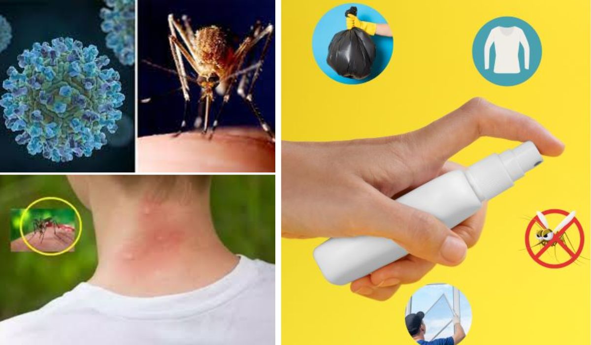 Institutul de Sănătate Publică dă alarma. Se înmulțesc țânțarii care provocă neuroinfecția West Nille. Care sunt simptomele bolii