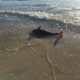 Alertă la Marea Neagră. Un virus letal ucide delfinii. Sunt oamenii în pericol? Ce spun specialiștii