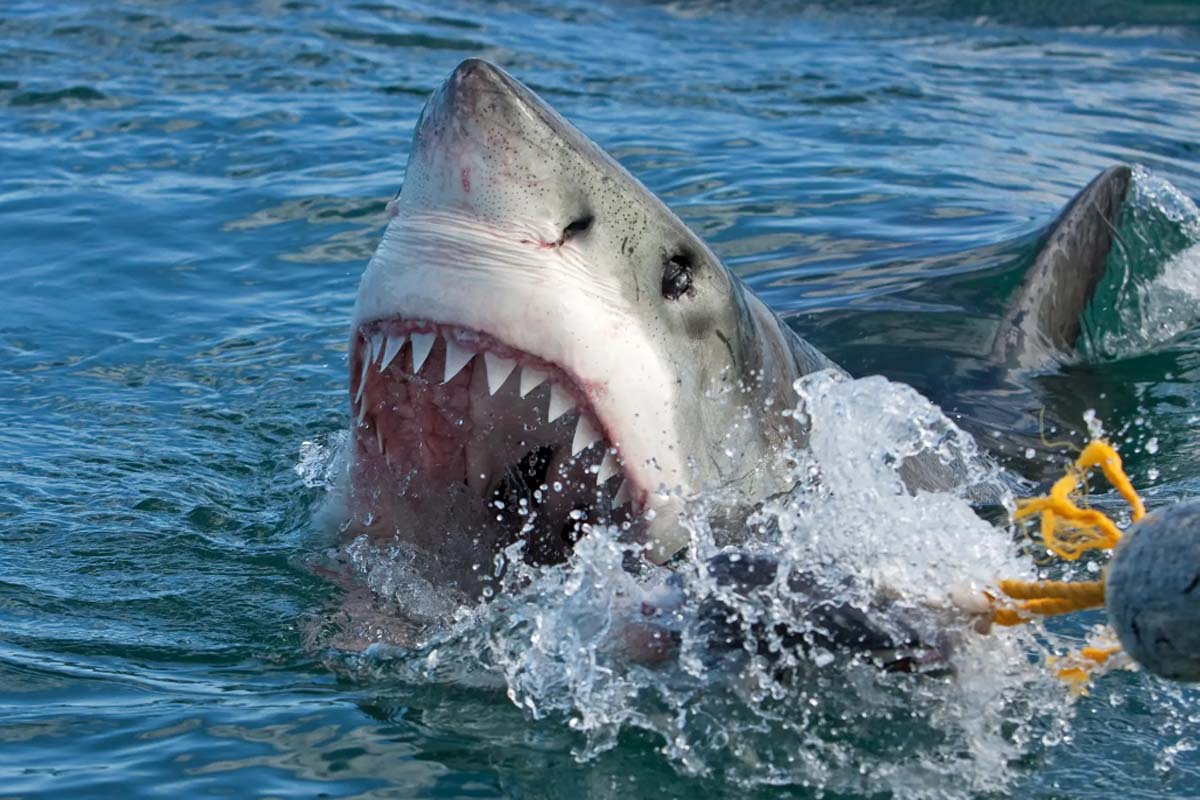 Alertă. Experții se tem că cei mai mortali rechini din lume s-ar putea îndrepta către țărmurile Marii Britanii