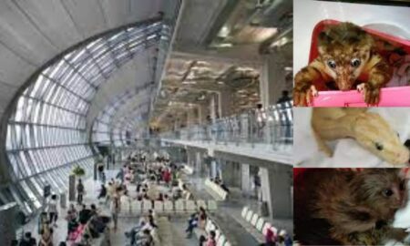 Aeroportul din Bangkok: un tânăr voia să zboare din Thailanda în India cu peste 15 animale sălbatice în bagaje. Ce s-a întâmplat?