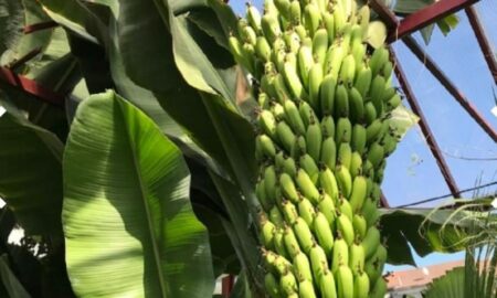 Din cauza temperaturilor ridicate, românii au început să cultive banani. Ce spun producătorii. Video