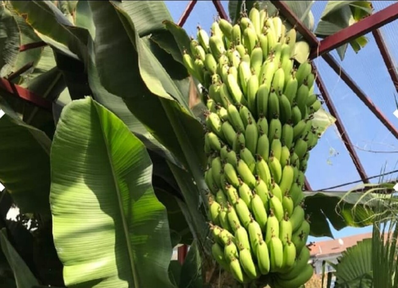 Din cauza temperaturilor ridicate, românii au început să cultive banani. Ce spun producătorii. Video