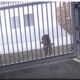 O filmare video face furori pe Internet: Un cangur a încercat să intre în Ambasada Rusiei din Australia