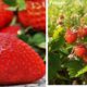 Căpșunele românești, un lux pentru majoritatea românilor. Trufandalele sunt mai scumpe decât carnea