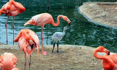 Un pui de flamingo, adoptat de doi tați, după ce părinții biologici au abandonat cuibul. Cum s-a făcut integrarea în noua familie