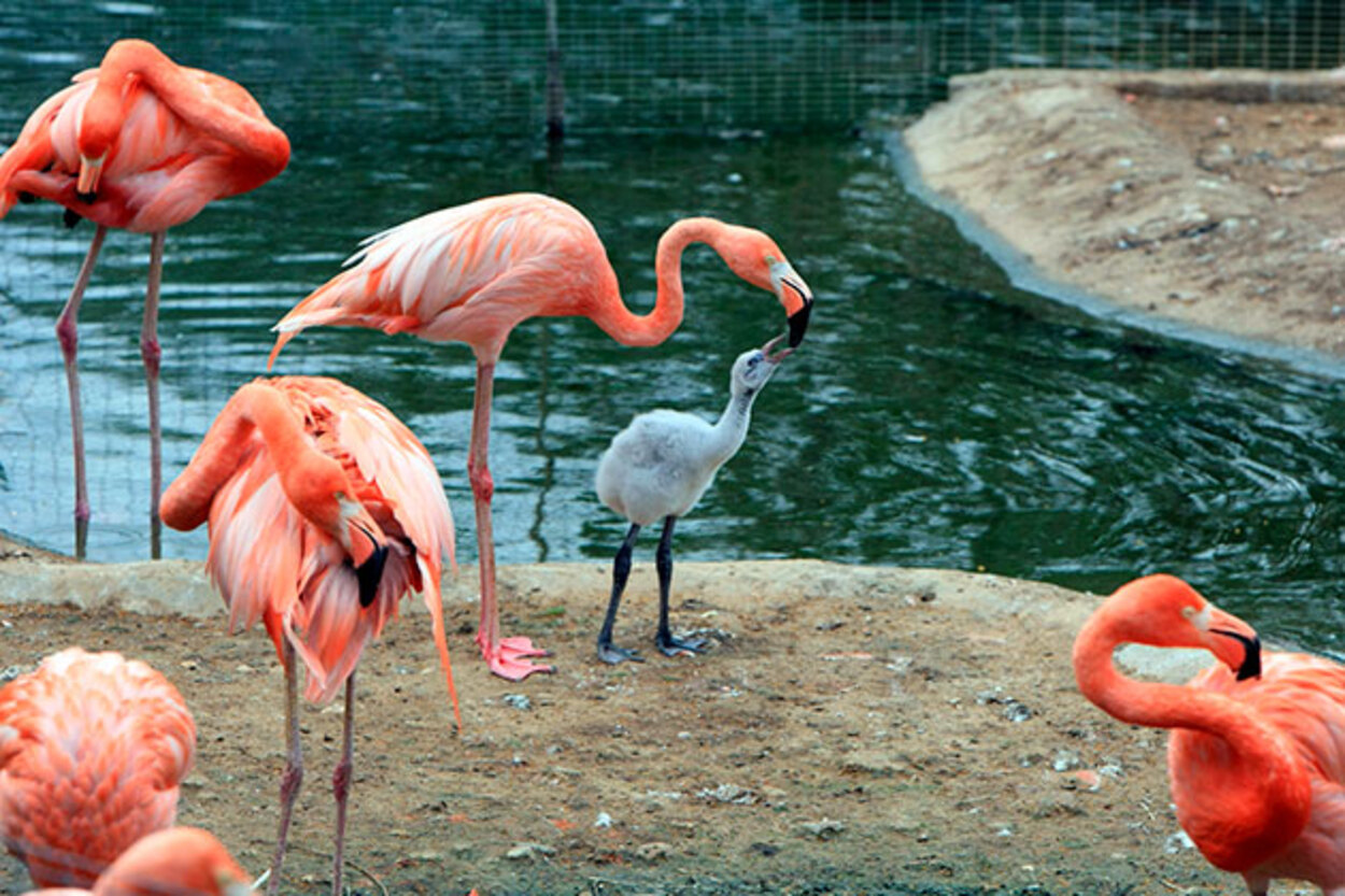 Un pui de flamingo, adoptat de doi tați, după ce părinții biologici au abandonat cuibul. Cum s-a făcut integrarea în noua familie