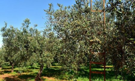 Fermierii spanioli renunță la măsline și încep să cultive ”aurul verde”. Ce este acesta și care sunt beneficiile lui