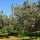 Fermierii spanioli renunță la măsline și încep să cultive ”aurul verde”. Ce este acesta și care sunt beneficiile lui