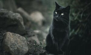 Singura zi din an când pisicile negre, dacă îți trec calea, este cu noroc. 8 august e ziua pisicilor. Video 