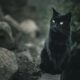 Singura zi din an când pisicile negre, dacă îți trec calea, este cu noroc. 8 august e ziua pisicilor. Video 