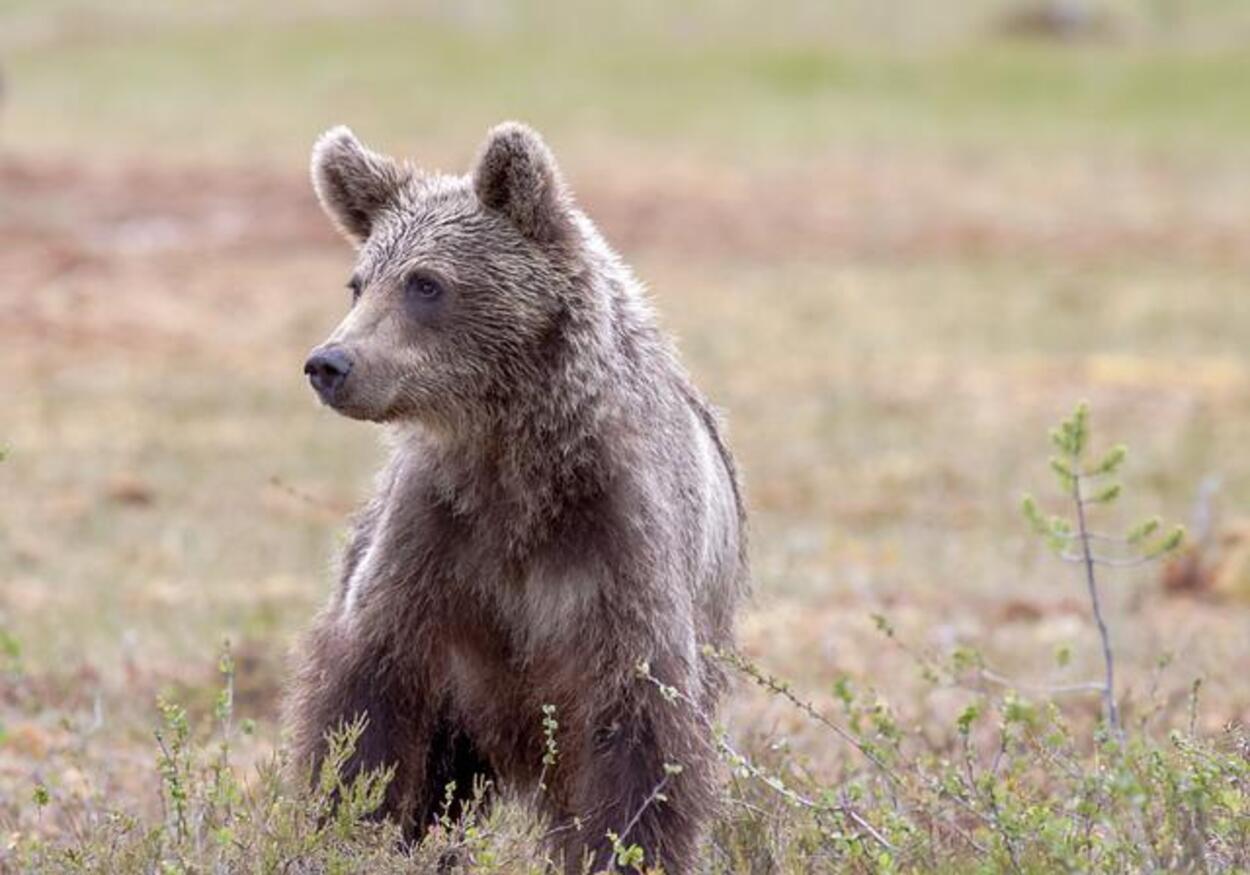 Ursulețul cu peripeții, prins, băgat la ”izoletă” și fuga cu el… Foto și video