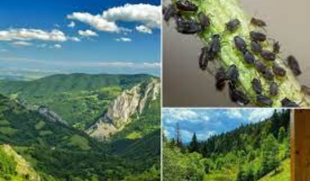Atac feroce al gândacilor într-o zonă a țării. Insectele devorează tot, specialiștii sunt șocați