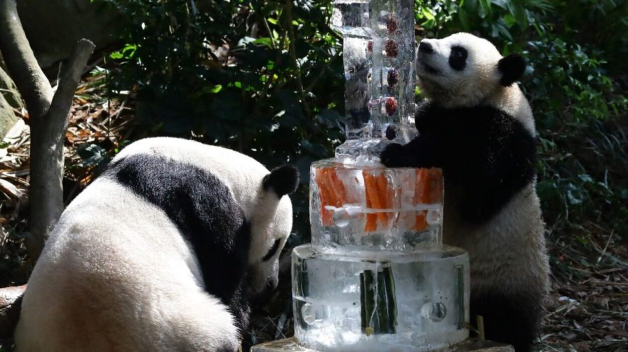 Ursulețul Le Le a împlinit un an. Ce surprize i-au pregătit administratorii grădinii zoologice. Foto
