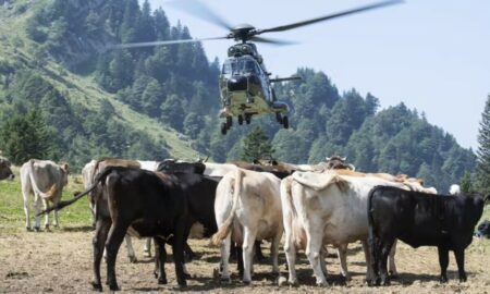 Din cauza secetei, vacile alpine din Elveția primesc apă cu elicopterul. Ar mai fi fost o idee, dar nu era bună
