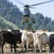 Din cauza secetei, vacile alpine din Elveția primesc apă cu elicopterul. Ar mai fi fost o idee, dar nu era bună