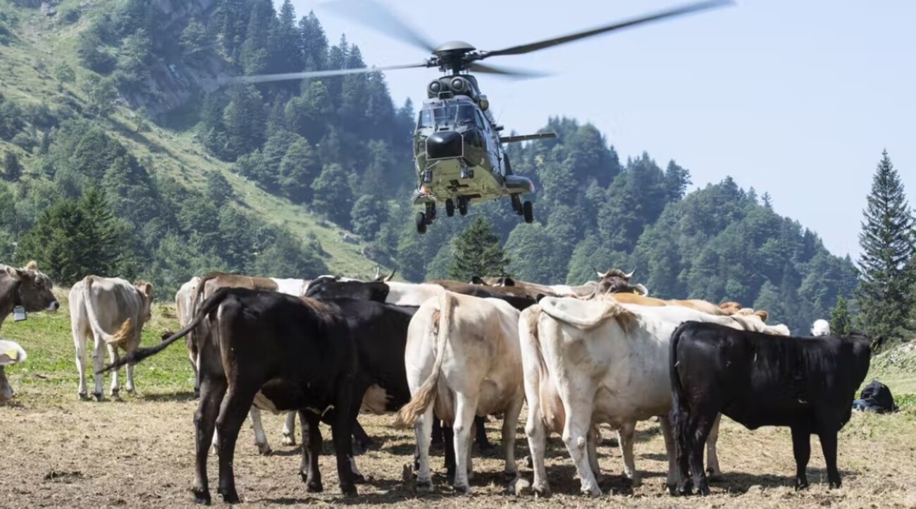 Din cauza secetei, vacile alpine din Elveția primesc apă cu elicopterul. Ar mai fi fost o idee, dar nu era bună