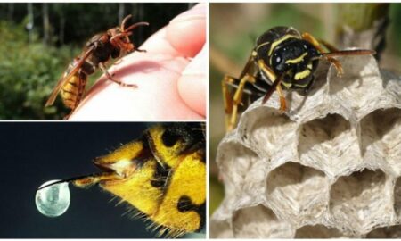 Roi de viespi, la atac: Un vânător a fost ucis de înțepături. Specialiștii explică de unde această agresivitate