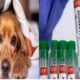 La Paris a fost raportat primul caz de transmitere a “variolei maimuței” de la om la câine