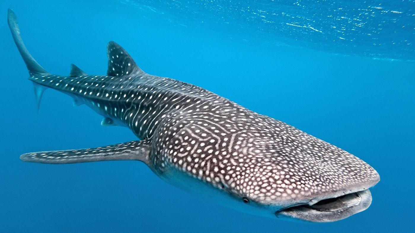 Așa arată cel mai mare animal omnivor din lume. E gigantul oceanului și are 18 metri lungime. Foto